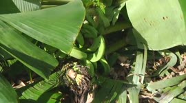Groot deel bananenaanplant landbouwer verloren gegaan door rukwinden